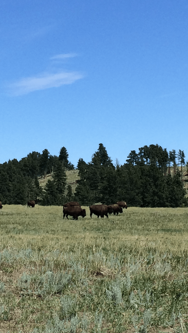 August 10 2016 052.PNG